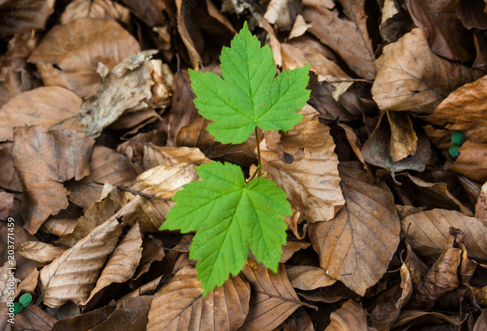 Small green maple leaf in forest, new life Small green maple leaf in forest, new life
