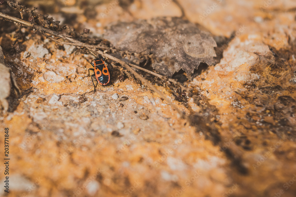 Fototapeta premium Pyrrhocoridae on a yellow stone