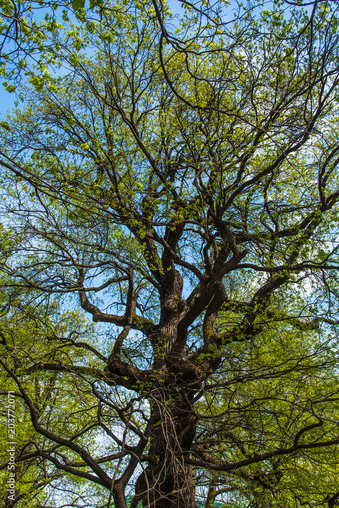 The huge old oak tree in spring with new leaves - view from below The huge old oak tree in spring with new leaves - view from below