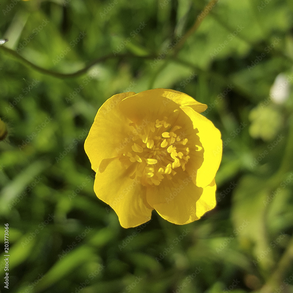 Flower of Meadow Buttercup (Ranunculus acris); close-up Flower of Meadow Buttercup (Ranunculus acris); close-up