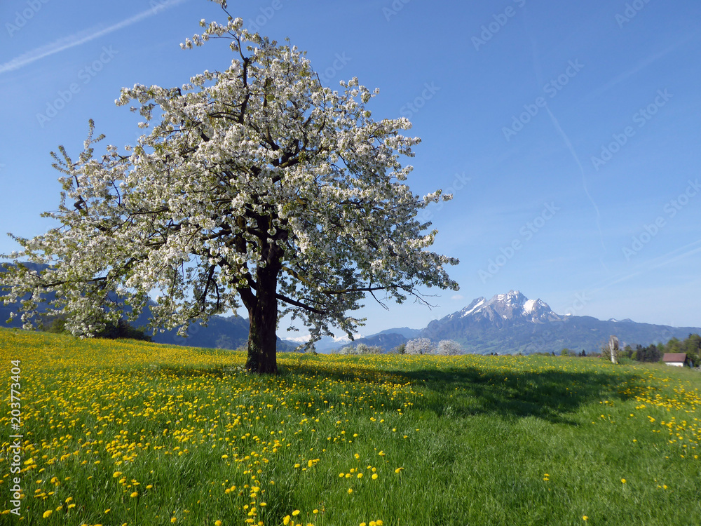 Frühlingsbaum mit Pilatus
