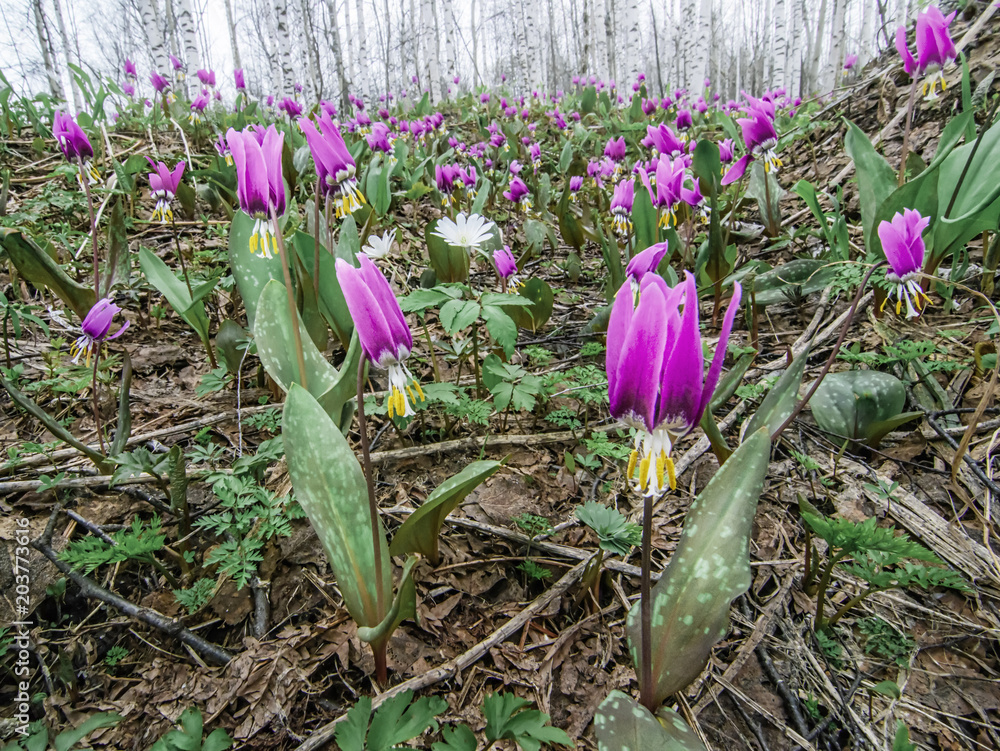 Spring forest landscape with first flowers, horisontal background