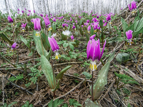 Obraz na płótnie Spring forest landscape with first flowers, horisontal background w salonie