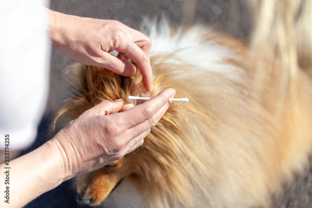 A person cleaned an ear from a shetland sheepdog A person cleaned an ear from a shetland sheepdog
