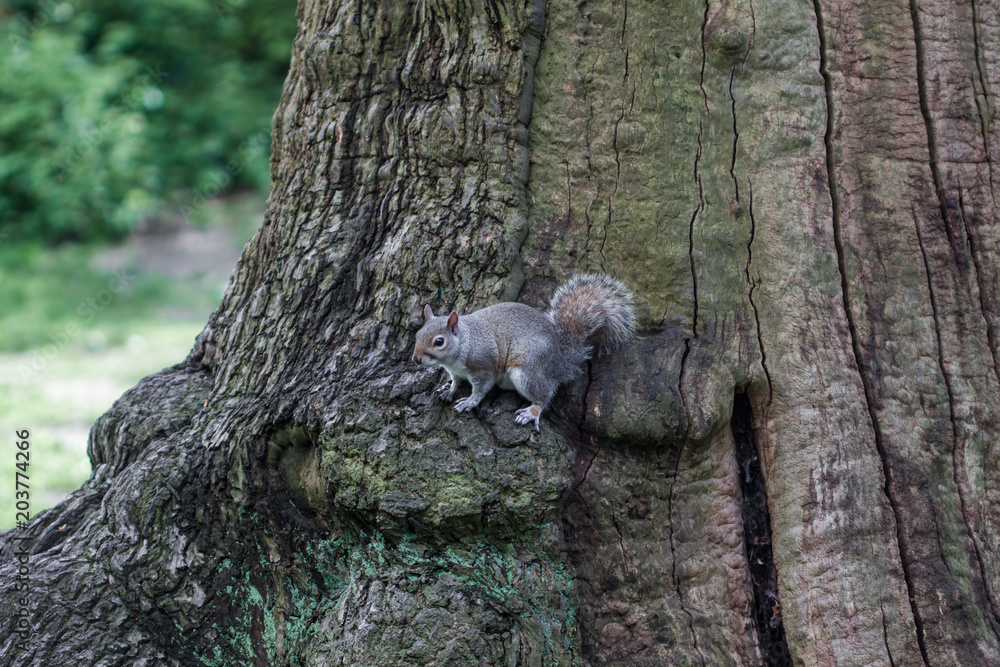 Fototapeta premium Squirrel perched on the trunk of a tree