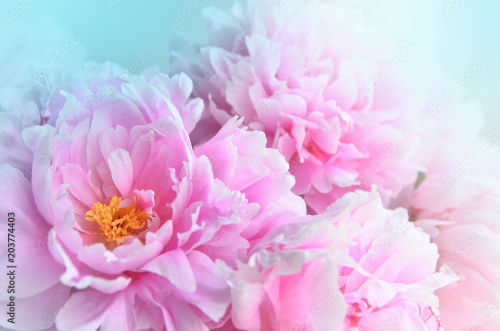 Fresh bunch of pink peonies peony roses flowers, white with blue effect shine on light background. Card Concept, copy space for text. Pastel floral wallpaper Fresh bunch of pink peonies peony roses flowers, white with blue effect shine on light background. Card Concept, copy space for text. Pastel floral wallpaper