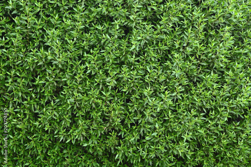 Green wall of natural leaves of ficus. green ecology background. Green wall of natural leaves of ficus. green ecology background.