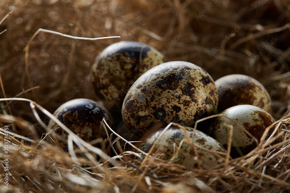 Conceptual still-life with quail eggs in hay nest, close up, selective focus Conceptual still-life with quail eggs in hay nest, close up, selective focus