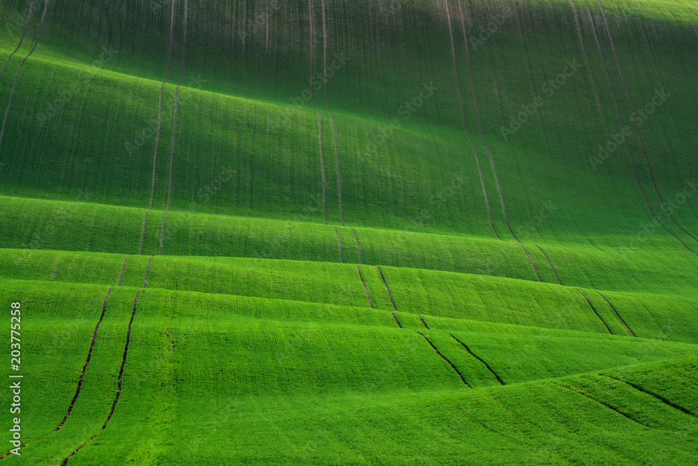 Waved Wheat Field.Green Spring Undulating Fields Of Crops That Resemble Corduroy With Lines Stretching Into Distance.Green Texture. Summer Landscape In Green Colors. Great Green Spring Background