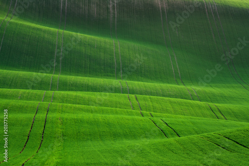 Obraz na płótnie Waved Wheat Field.Green Spring Undulating Fields Of Crops That Resemble Corduroy With Lines Stretching Into Distance.Green Texture. Summer Landscape In Green Colors. Great Green Spring Background w salonie