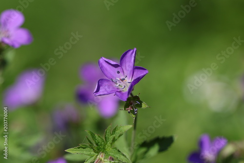 Fototapeta Naklejka Na Ścianę i Meble -  géranium