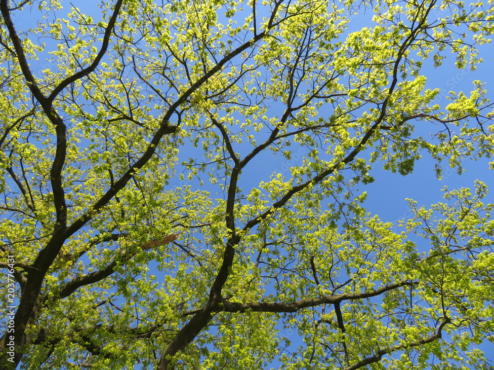 Erblühen der Natur Erblühen der Natur