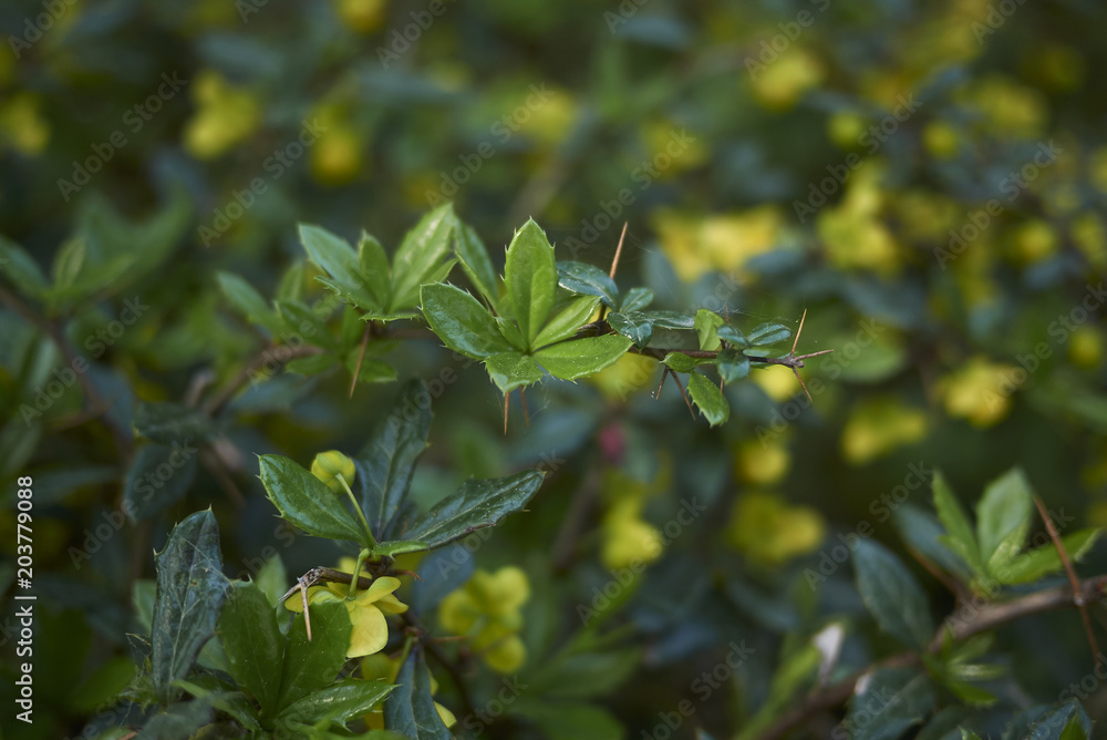 Obraz premium Berberis candidula