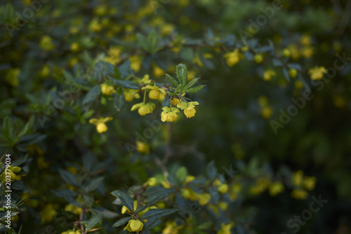 Berberis candidula photo