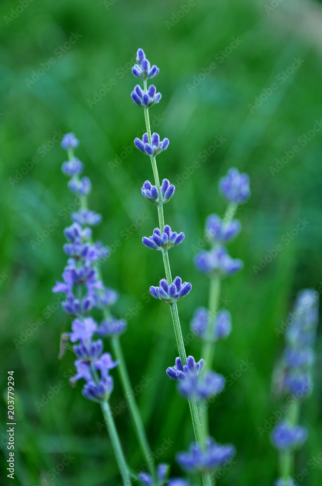 Blooming lavender on a background of green grass. Blooming lavender on a background of green grass.