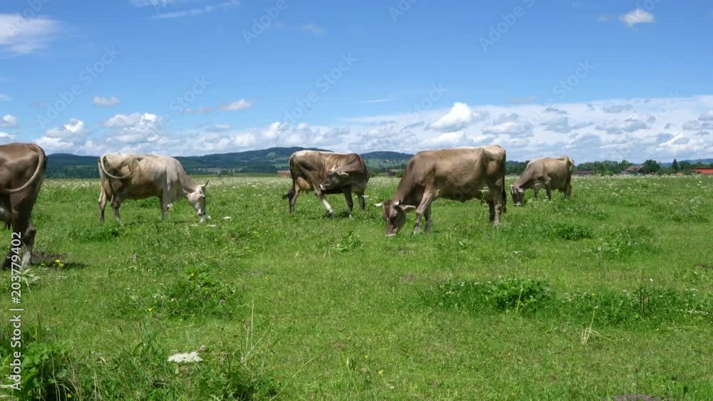 Cow pasture on the Alps Cow pasture on the Alps