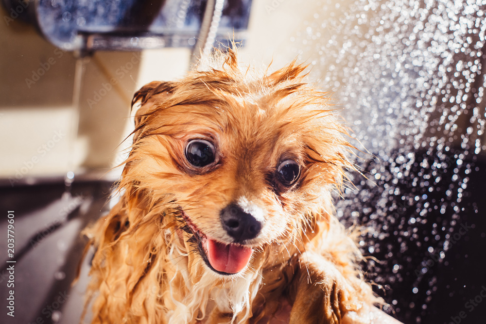 Do Dogs Like Being Wet