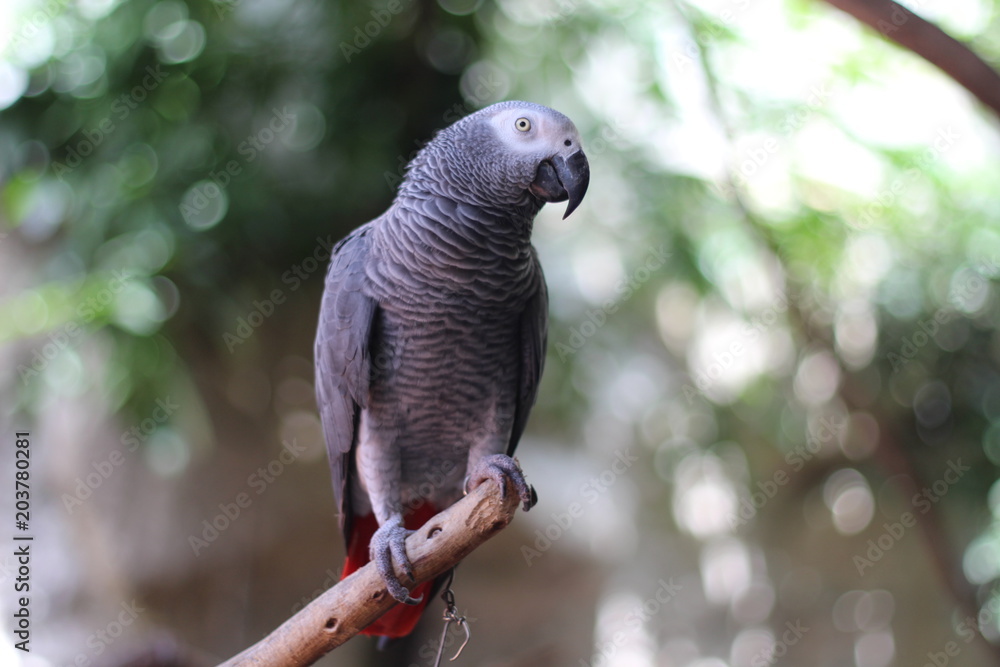 Fototapeta premium Black and white parrot on a branch
