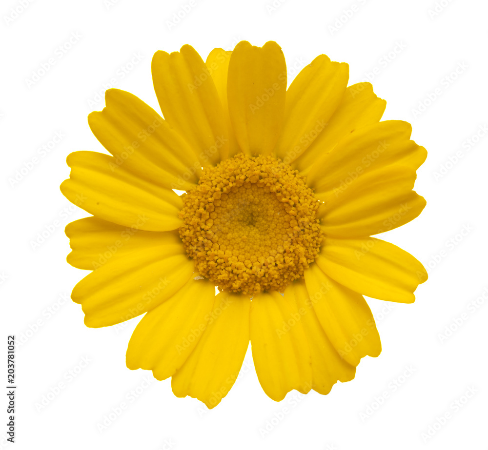 Obraz premium yellow garland chrysanthemum