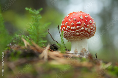 Fly agaric growing in a wood