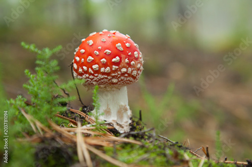 Fly agaric growing in a wood