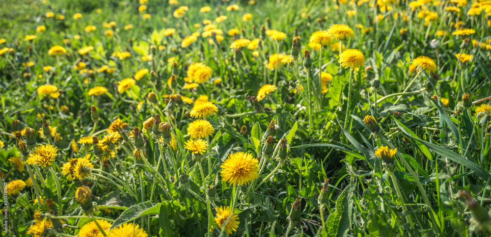 Blossoming dandelions on meadow Blossoming dandelions on meadow