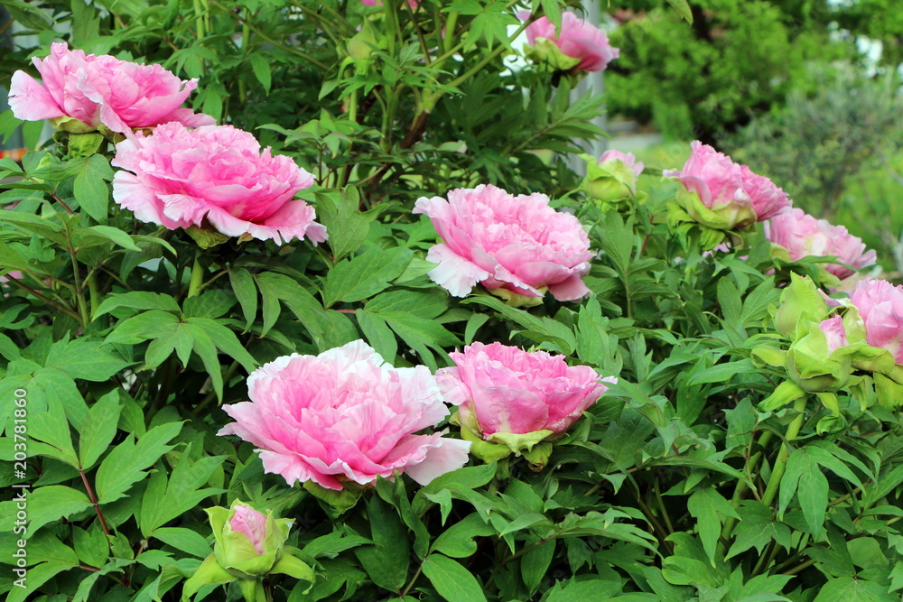 Peonies in a spring garden, Pfingstrosen in einem Frühlingsgarten, Päonien, (Paeonia)
