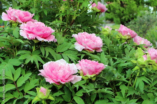 Peonies in a spring garden, Pfingstrosen in einem Frühlingsgarten, Päonien, (Paeonia)