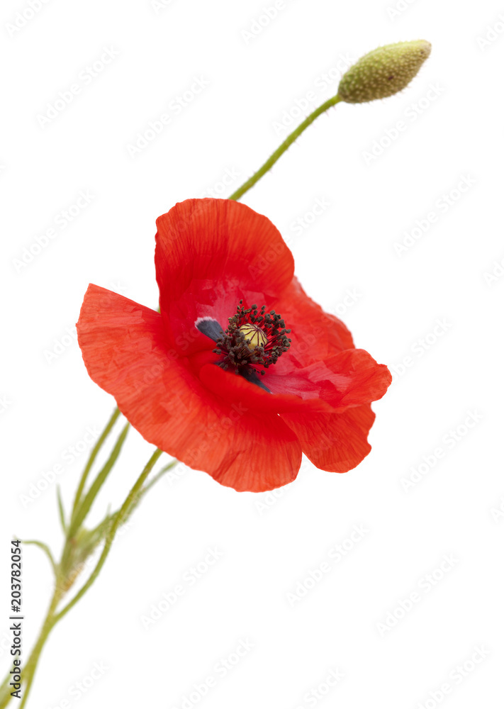 Obraz premium czerwony mak na białym tle