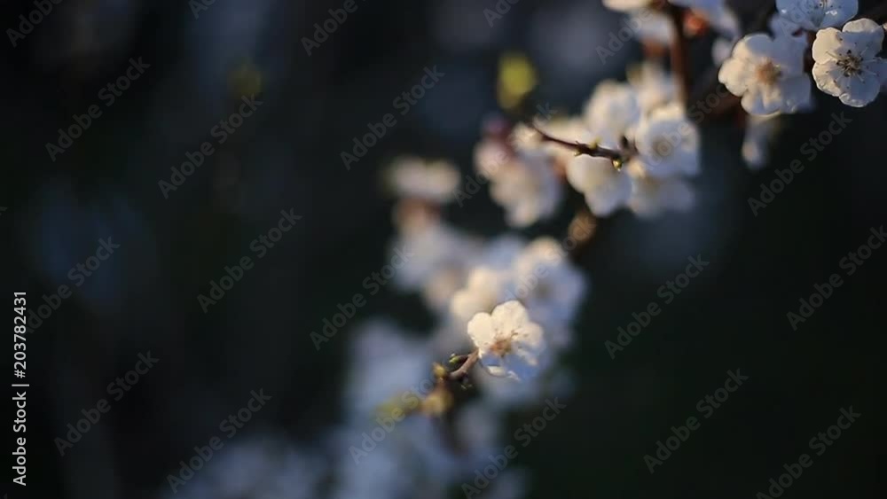 flowering apricot branch in the spring swinging in the wind. flowers on a tree in the garden
flowering apricot branch in the spring swinging in the wind. flowers on a tree in the garden