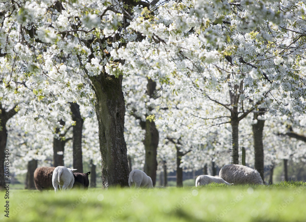sheep and lambs graze in green spring grass under blossoming cherry trees near utrecht in the netherlands sheep and lambs graze in green spring grass under blossoming cherry trees near utrecht in the netherlands
