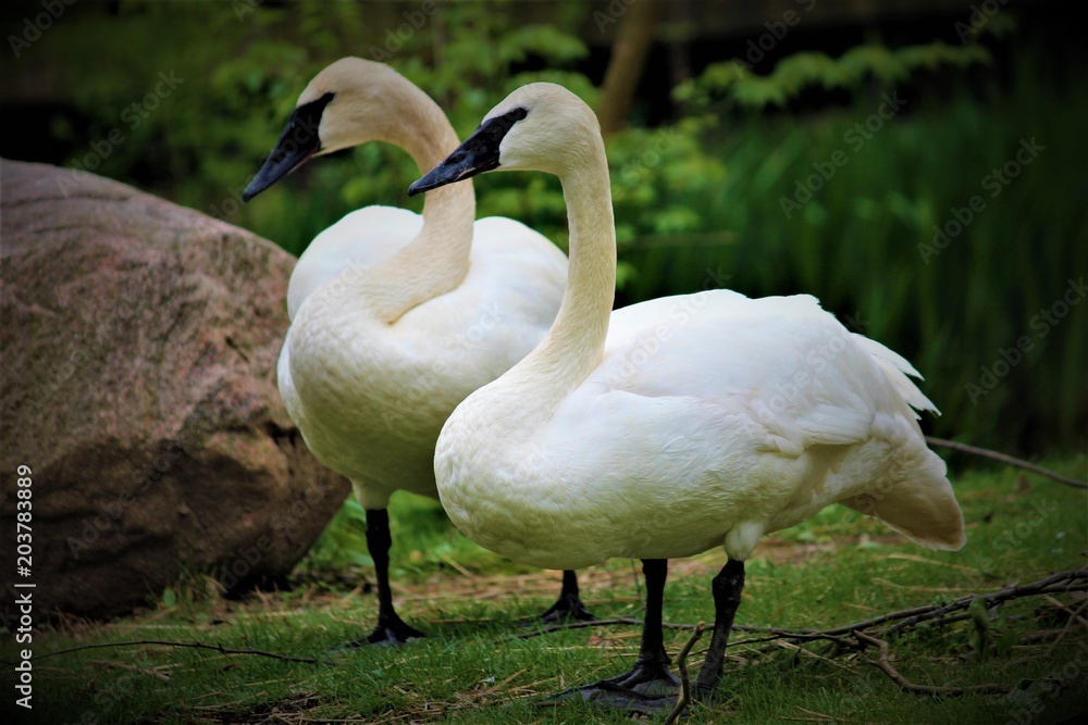 White Swan Couple