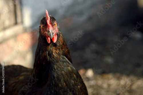 black hen with an evil look
