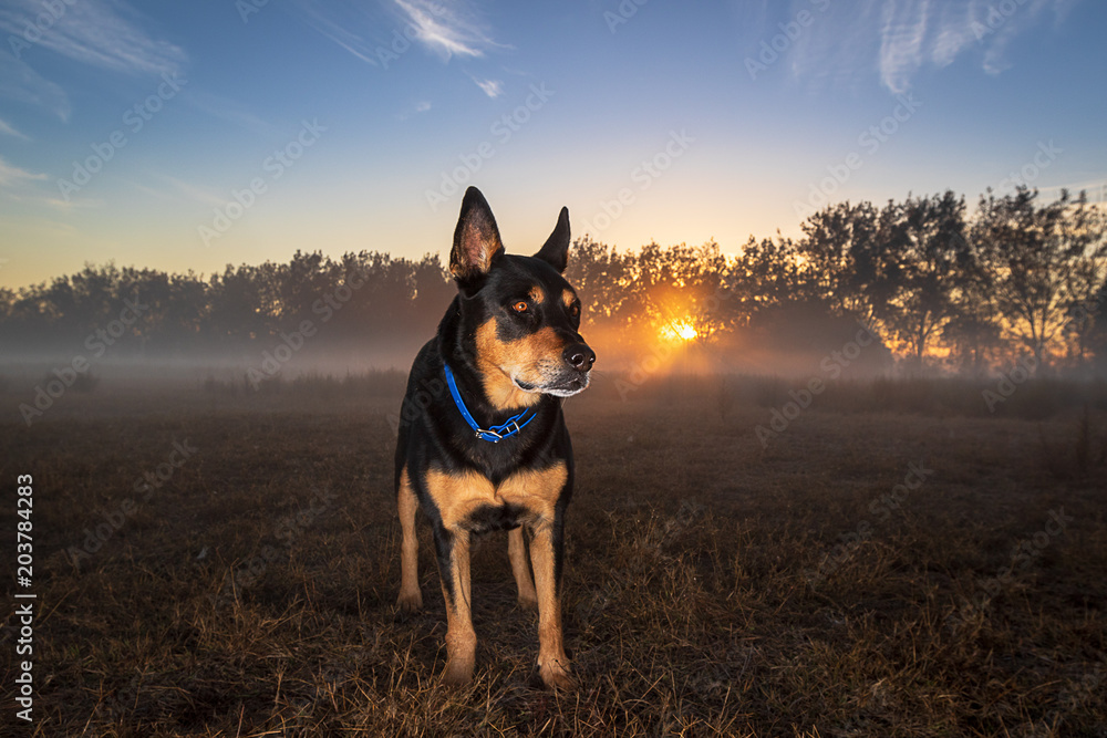 Sunrise with Niko Dog