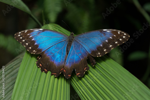 Blue morpho peleides exotic butterfly sitting on a green leaf