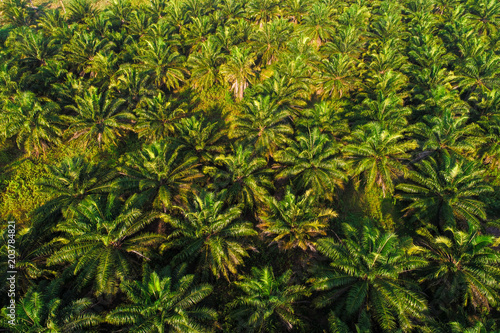 Coconut palm tree planttion pattern from aerial view