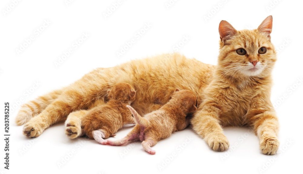 Obraz premium Cat with kittens.