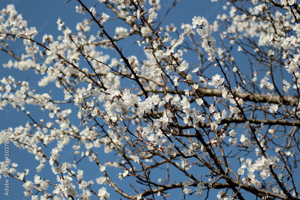  flowering apricot tree in spring