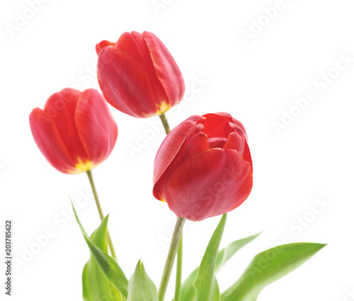 Bouquet of red tulips.