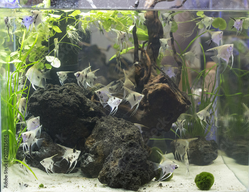 Cichlid aquarium with plants