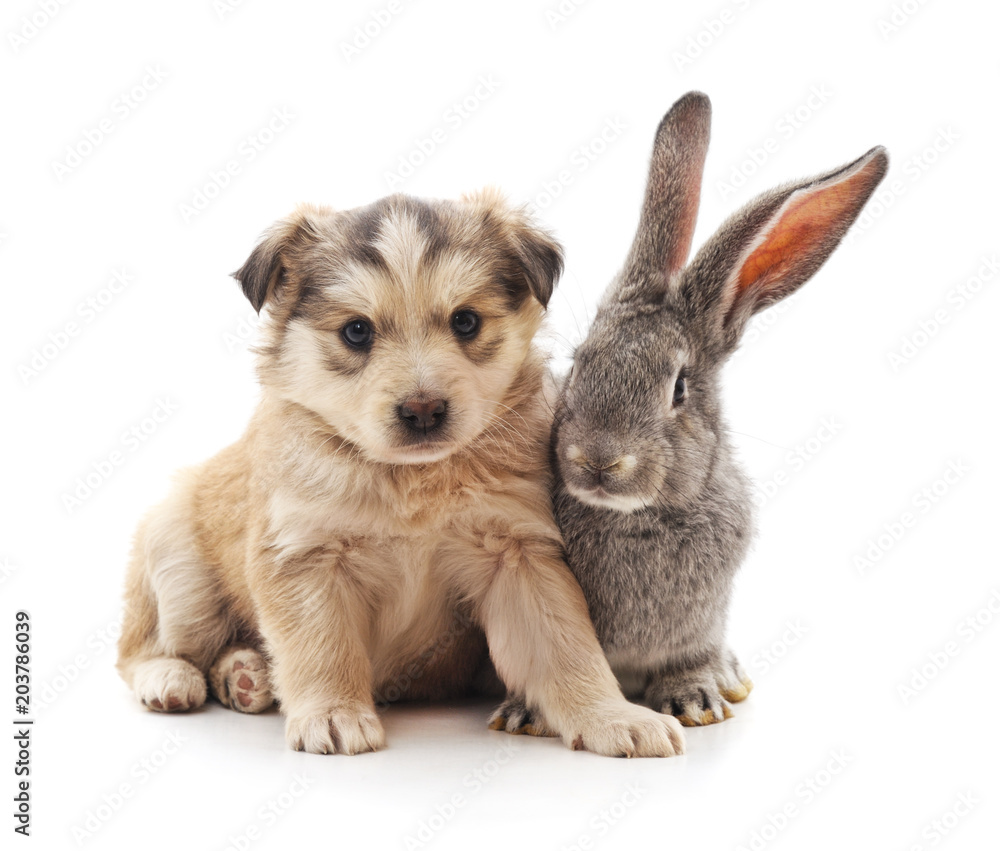 Puppy and rabbit.