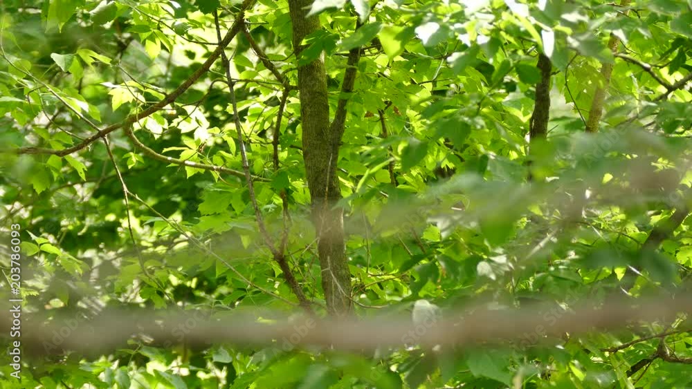 Woodpecker in Canadian forest flies in and lands on tree trunk with sun Woodpecker in Canadian forest flies in and lands on tree trunk with sun