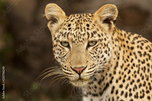 Leopard Poses in Grassland