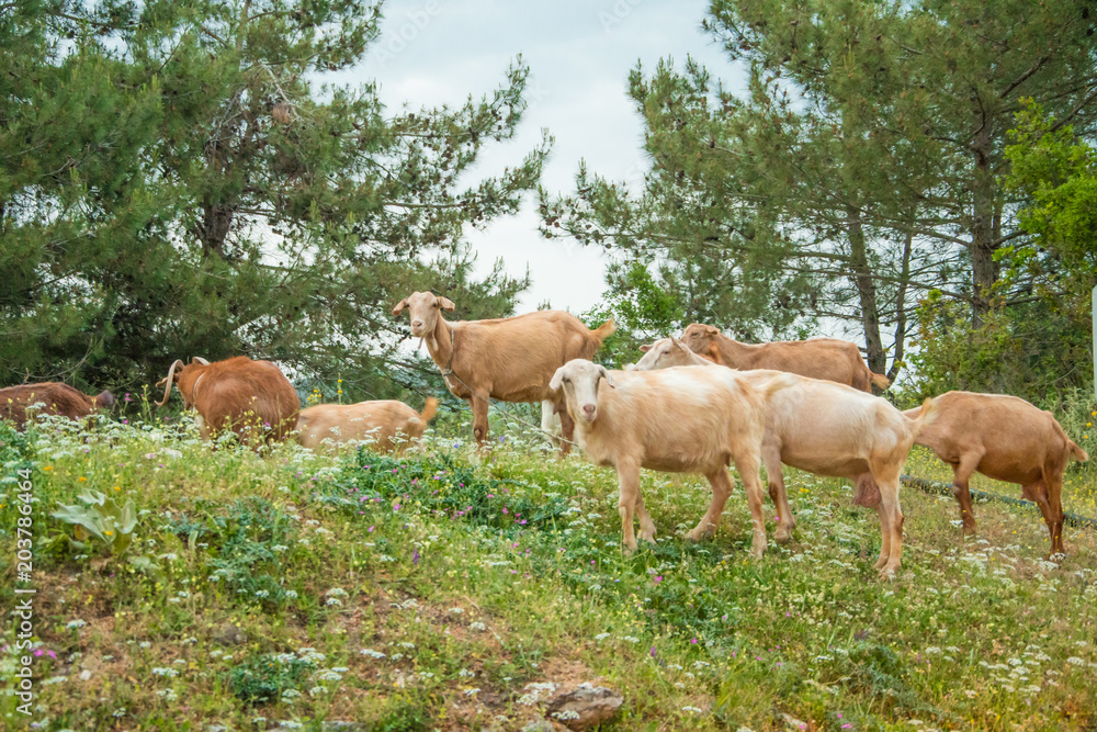 A herd of goats grazing in the countryside in a village in Greece