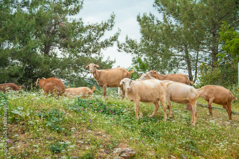 A herd of goats grazing in the countryside in a village in Greece A herd of goats grazing in the countryside in a village in Greece