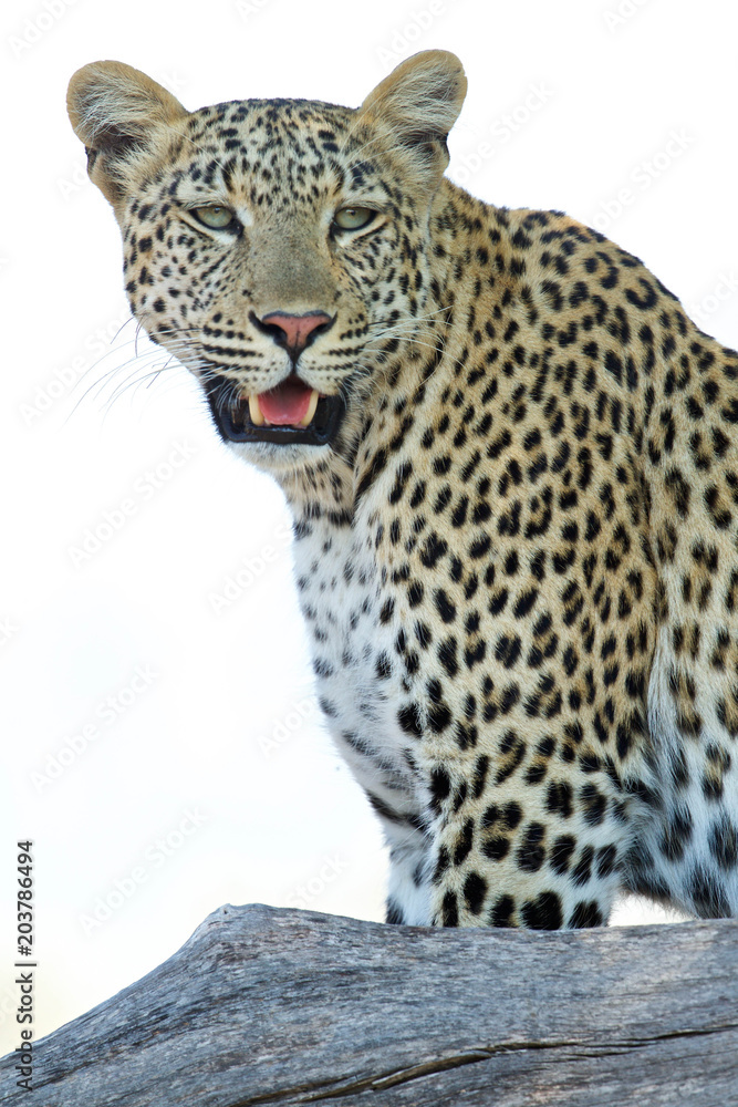 Beautiful Leopard in Tree Bough Beautiful Leopard in Tree Bough