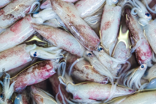Fresh squid seafood bundle on market