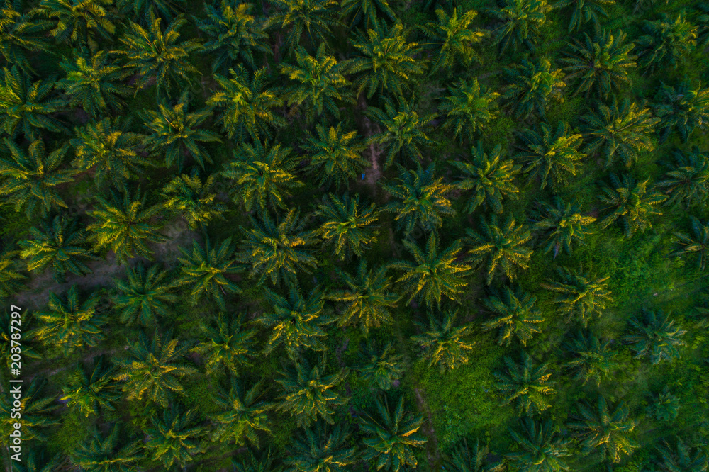 Oil palm plantation field aerial view with sun light Oil palm plantation field aerial view with sun light