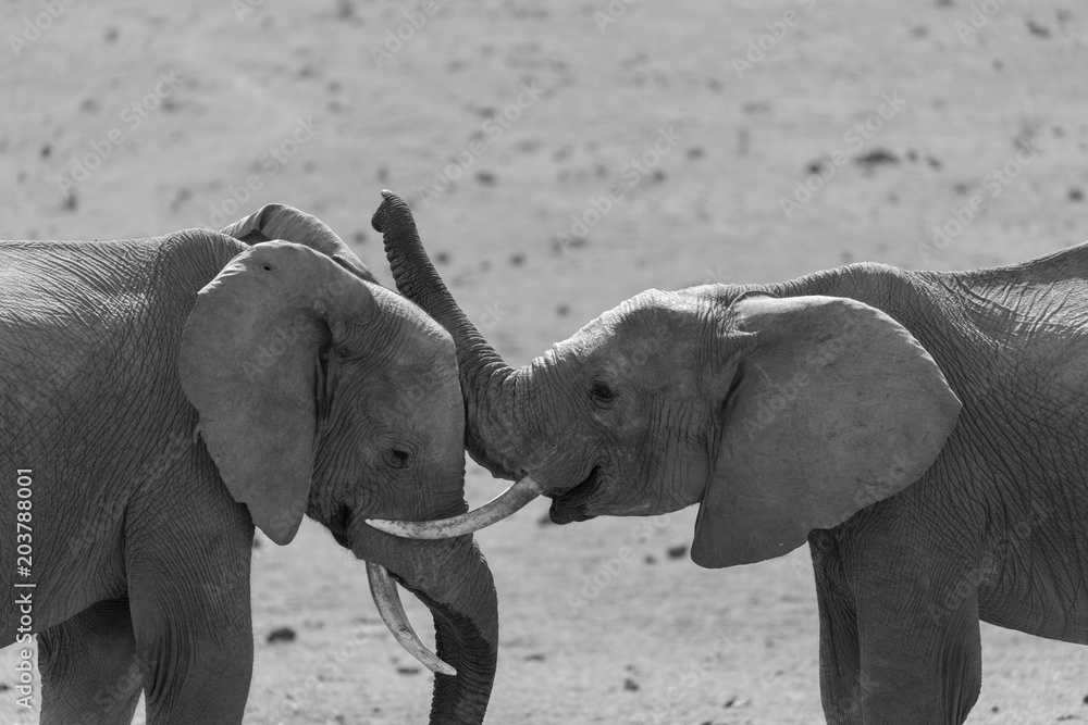 Elephant Play