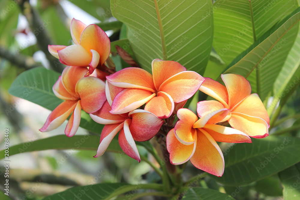 Fototapeta premium Plumeria flowers in the garden.